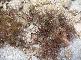 Image result for Murdannia semiteres