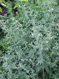 Image result for Micromeria