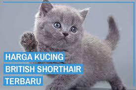 Lepas dari berbagai kontroversi yang ada, faktanya peminat munchkin tetaplah tinggi. Update Daftar Harga Kucing British Shorthair Terbaru 2021 Kucingklik Com