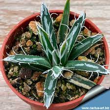 It is a very rare and highly sought after succulent, considered almost a miniature plant, compared to other. Agave Toumeyana Var Bella
