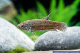 Peaceful betta (betta imbellis) facts. Betta Smaragdina Alias Smaragdbetta Smaragd Kampffisch Hippocampus Bildarchiv