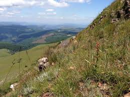 Image result for Disa brevicornis