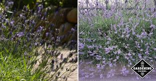It's a very straightforward process, and doesn't have any complex steps involved in it. How To Plant A Lavender Hedge Gardening Channel