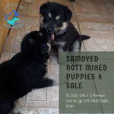 Some are prone to a kidney disease. Puppies For Sale Samoyed Tobago Animal Hospital Facebook