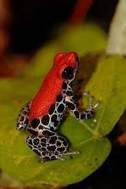 827 Beste Afbeeldingen Van Amfibieen In 2019 - Amfibieen Reptielen En Dieren