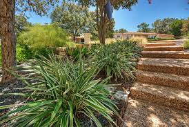 Clarity blue™ dianella is tougher and better performing than utopia® dianella prunina 'dp303' pbr with a clear blue colour. Outdoor Plant Profile Dianella Houzz Au