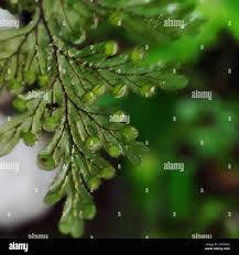 Image result for Hymenophyllum triangulare