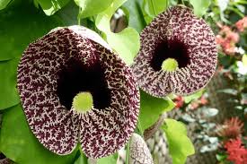 Image result for Aristolochia littoralis
