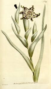 Image result for Ferraria welwitschii