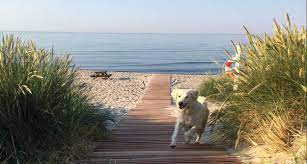 Op Vakantie Met Je Hond In Nederland Of Buitenland Bijzonder Plekje