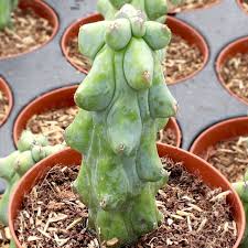 Image result for Myrtillocactus geometrizans