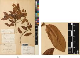 Image result for Chrysophyllum welwitschii