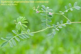 Image result for Tephrosia aequilata