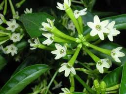 Cestrum Nocturnum