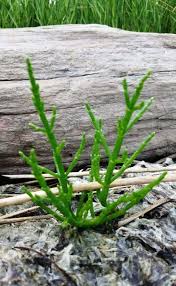 Image result for Salicornia perrieri