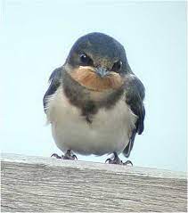 Baby Swallow Funny Birds Animals Pet Birds