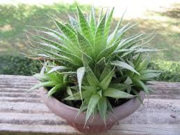 Image result for Asphodelaceae