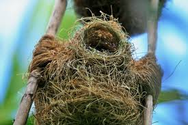 Banyak orang yang tertarik untuk membudidayakan. Burung Manyar Sering Membangun Sarang Unik Ada Sarang Yang Beratnya Capai 1 Ton Semua Halaman Bobo