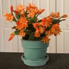 Read on to find out more about how to best care for this plant. Pin On Gardens Pools And Patios