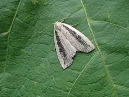 Image result for Chilodes maritima