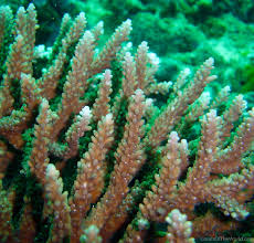 Image result for Artabotrys collinus