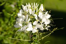 Image result for Cleome oxyphylla