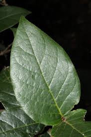 Image result for Rogiera amoena