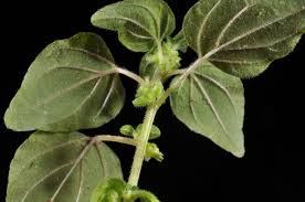 Image result for Parietaria debilis