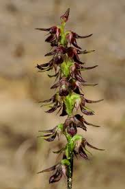 Image result for Monadenium filiforme