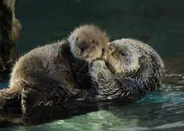 Photos Baby Sea Otter At Seattle Aquarium Baby Sea Otters Sea Otter Otters