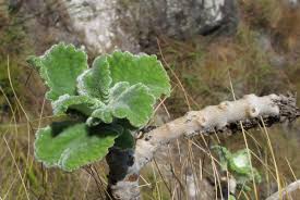 Image result for Coleus caudatus