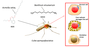Image result for Oreosyce africana