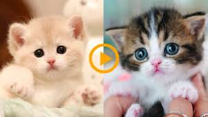 Baby Cats Cute And Funny Cat Videos Compilation 27 Aww Animals Animals Aww Baby Cat Cats Compilation Cute F In 2020 Baby Cats Funny Cat Videos Cute Dogs
