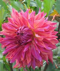 Dahlia Cesit Ve Ozellikleri Mendi Dahlia Dahlia Flower Dahlia Beautiful Flowers