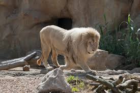Check spelling or type a new query. White Lion Free Stock Photos Rgbstock Free Stock Images Micromoth July 03 2019 6