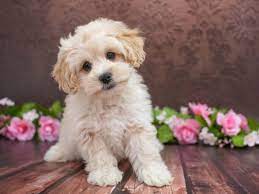 Wonderful miniature schnauzer, miniature schnoodles, and standard poodle puppies bred for health, temperament, service dog potential, and beauty. Cockapoo Pet City Pet Shops