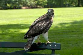 An inhabitant of open country, it is commonly seen perched on roadside poles or sailing over fields and woods. Red Tailed Hawk Babies Leave The Nest Plant Talk