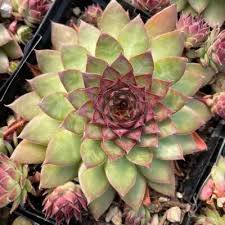 Image result for Carvalhoa macrophylla
