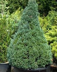 Maybe you would like to learn more about one of these? Baby Blue Sawara Cypress Trees For Sale The Tree Center
