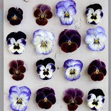 Botanicaetcetera On Instagram Art Istic Licence Faces Details Unknown Faces Pansies Flor Flowerpower Blues Purpl Purple Flowers Pansies Flower Power