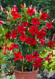 If you are leading a leisure time or about to be in more casual occasions, high quality are on sale as well. Tropical Plants For A Backyard Paradise Canadale Garden Centre St Thomas Nursery London