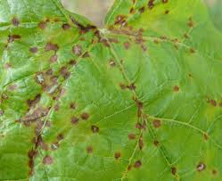 黒とう病 こくとうびょう 農業害虫や病害の防除 農薬情報 病害虫 雑草の情報基地 全国農村教育協会