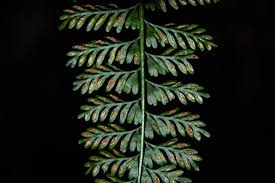Image result for Asplenium dregeanum