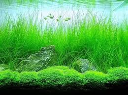 Selain itu tanaman yang memiliki nama latin demikian 22 jenis tanaman aquascape dari perawatannya mudah hingga ribet. 7 Pilihan Tanaman Karpet Aquascape Yang Mudah Dirawat Cocok Untuk Pemula Rumah123 Com
