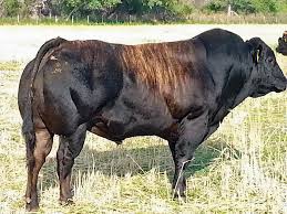 Even healthier compared to bison, turkey and flounder. Interesting Color On This Naturalean Piedmontese Cattle Facebook