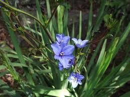 Image result for Aristea abyssinica