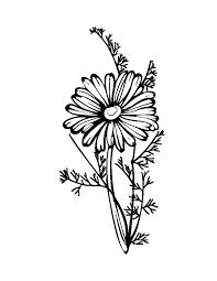 Pin By Cassie On Tattoo Ideas Aster Flower Tattoos Aster Tattoo Aster Flower