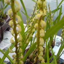 Image result for Bulbophyllum burttii