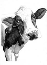 Image Result For Step By Step Cow Drawing Face Drawing Step Pencil Cow Art Print Cow Drawing Cow Art