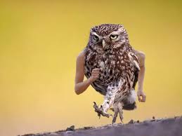 Birds With Human Arms Birds With Human Arms Funny Birds Owl Pictures Owl